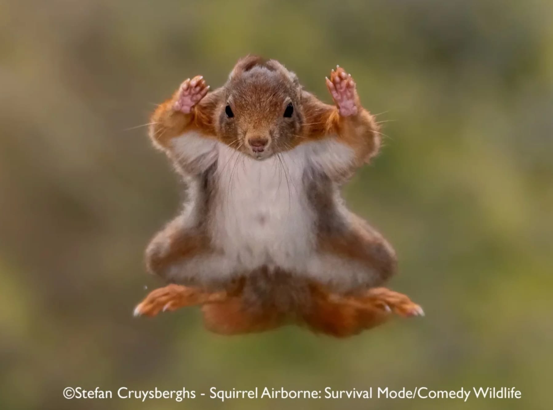 A jumping squirrel mid-leap. Photo by Stefan Cruysberghs